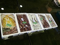 小型底びき網の漁獲物