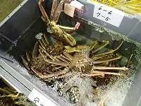 松葉ガニ（ズワイガニの雄）