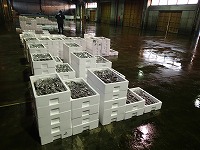 酒津～泊支所の水揚げ状況