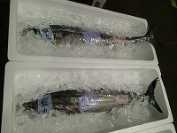 サワラ