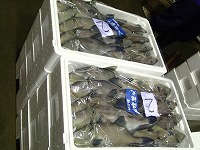 ウマヅラハギ