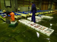 小型底びき網の漁獲物