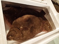マコガレイ