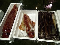 ソデイカ