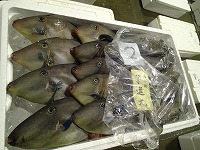 ウマヅラハギ