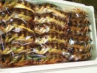 ウスメバル