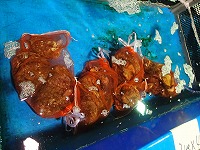 アワビ