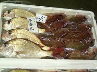 マダイ