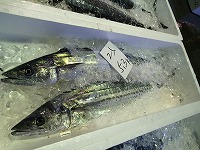 サワラ