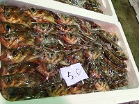 ウスメバル