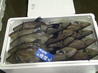 ウマヅラハギ