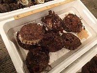 アワビ