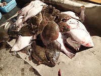 マコガレイ