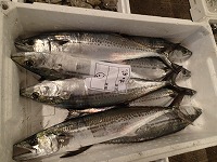 サゴシ（サワラの若魚）