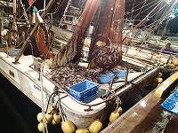 小型底びき網（ウマヅラハギ）の水揚げの様子