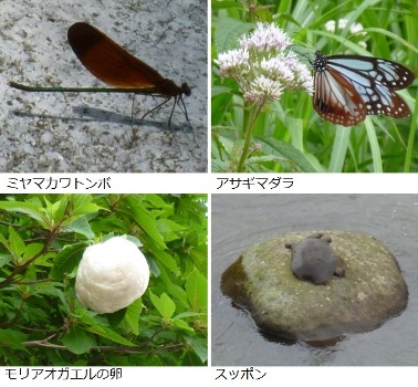 昆虫類、両生類、は虫類