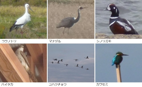 鳥類