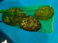 クロアワビ
