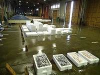 賀露支所の水揚状況