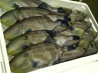 ウマヅラハギ