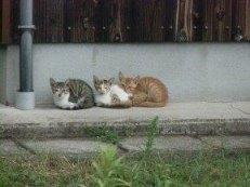 猫3匹