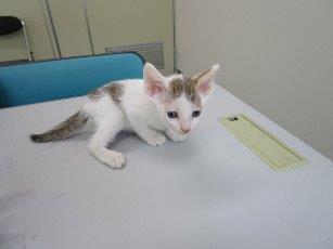 白茶猫