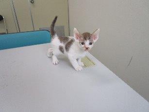 白茶猫