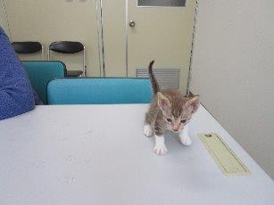 白茶猫