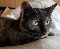 飼養犬猫の譲渡情報 飼い主等からの直接譲渡 とりネット 鳥取県公式サイト 飼養犬猫の譲渡情報 飼い主等からの直接譲渡 とりネット 鳥取県公式サイト