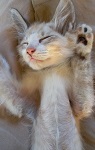 飼養犬猫の譲渡情報 飼い主等からの直接譲渡 とりネット 鳥取県公式サイト