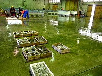 賀露の水揚げ状況と測定の模様