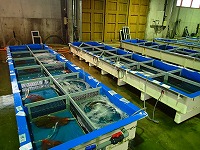 活魚