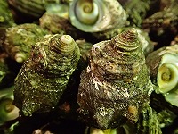 サザエ（左：放流、右：天然）