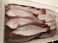 ヒラメ　放流魚