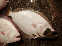 ヒラメ　放流魚
