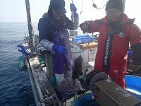試験操業で水揚げされたトラフグ（5kg）