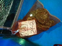 クロアワビ