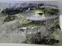 ハマチ(ブリの若魚)