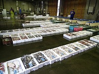 賀露の水揚げ状況