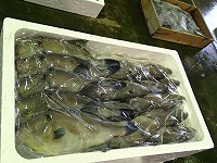 ウマヅラハギ