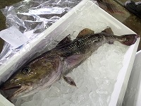 マダラ2kg