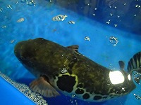 トラフグ（4.6kg）2万円