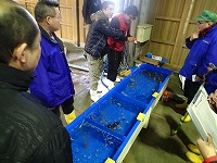 トラフグのセリ