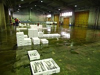 賀露～泊支所の水揚げ状況