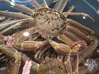 松葉がに（ズワイガニ）