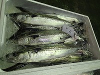 サゴシ（サワラの若魚）