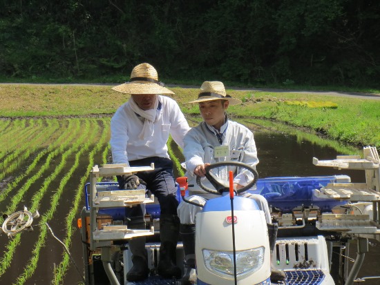 田植え