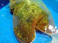 アワビ
