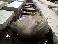 キアンコウ（賀露の沖合底びき網）