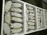 コウイカ